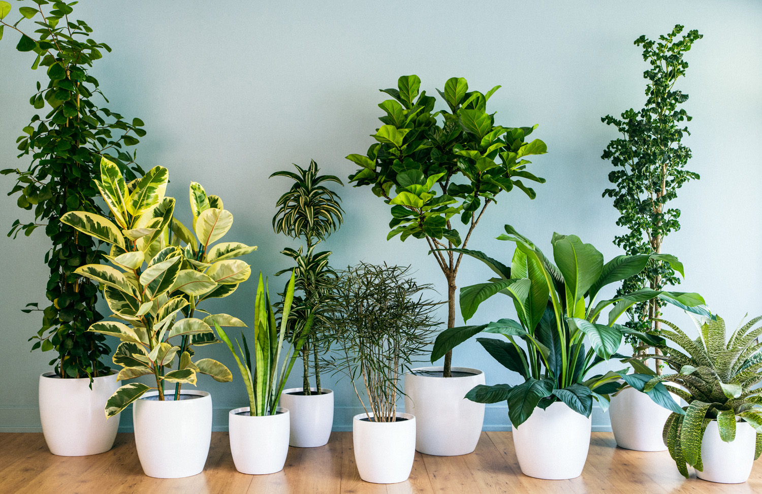 How Houseplants Can Purify Your Homes Air Sparkle And - 