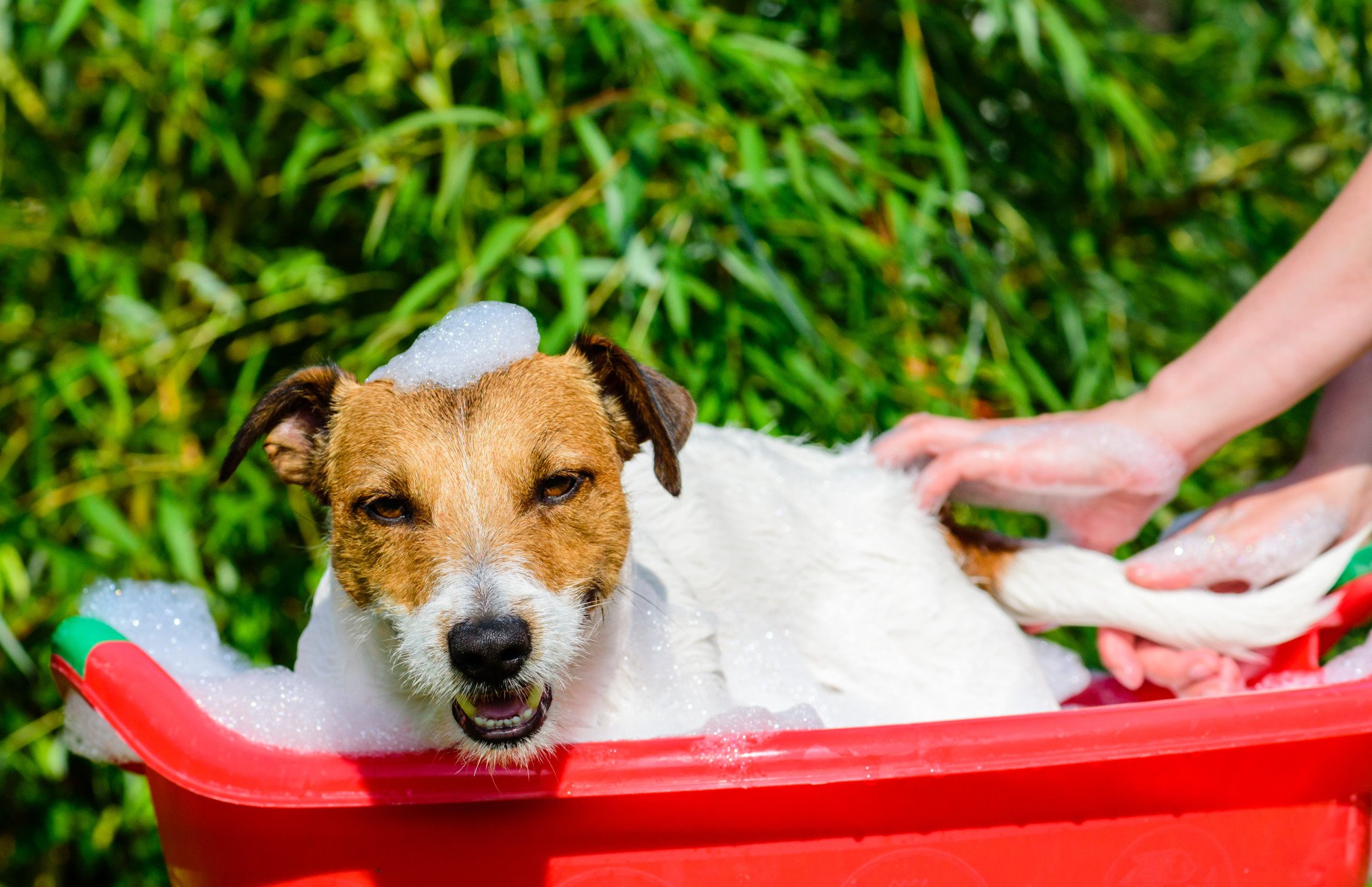 How To Get Rid Of Dog Smell In The Room