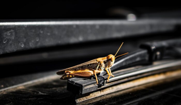 A close up of a grasshopper on a black surface